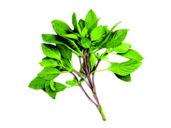 SH003