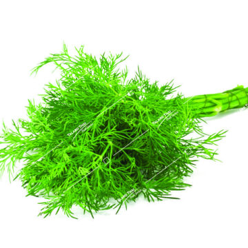 Fresh Lao dill (Pak Chee Laos) – perfect for Thai and Lao cuisine, soups, and garnishes.