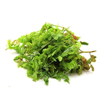 Fresh green young tamarind leaves carefully arranged, displaying the delicate texture and vibrant color of traditional Thai culinary herbs.