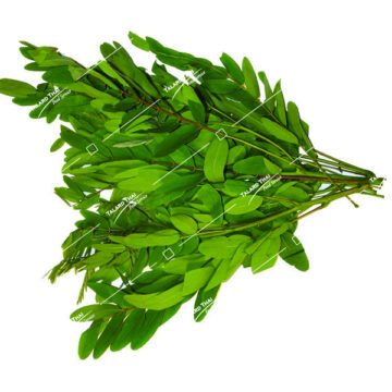 Bai Kee Lek Cassia Leaf - Fresh Thai herb for authentic Thai dishes.