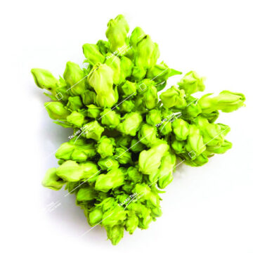 Fresh Cowslip Creeper Flowers (Dok Kachorn) – a fragrant Thai ingredient for stir-fries and soups.