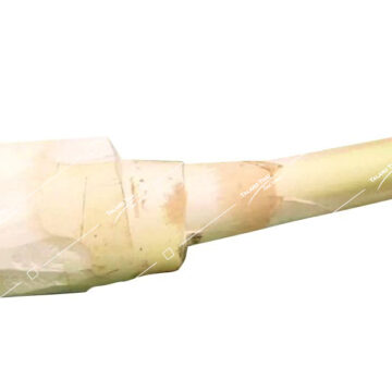 Yod Ma Prao Coconut Tip – A tender and aromatic coconut tip, ideal for enhancing the taste and texture of Thai and Southeast Asian cuisine.