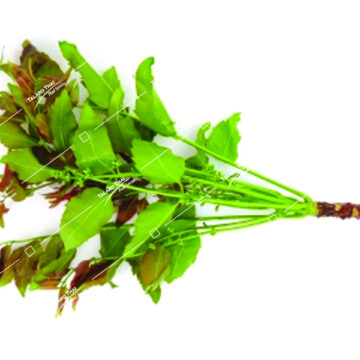 Yord Sa Dao Margosa – A traditional Thai herbal product used for detoxification and boosting immunity. Helps improve overall health and well-being.