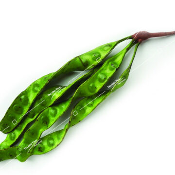 Sator Fak (Petah Bean) Parkla – A flavorful and fragrant bean, ideal for enhancing the taste and texture of Thai and Southeast Asian meals.