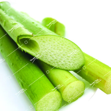 Kan Coon Indian Laburnum - Fresh Thai ingredient for authentic Thai recipes.