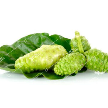Fresh Indian Mulberry (Noni) leaves (Bai Yor) – great for herbal remedies, soups, and traditional Thai dishes.