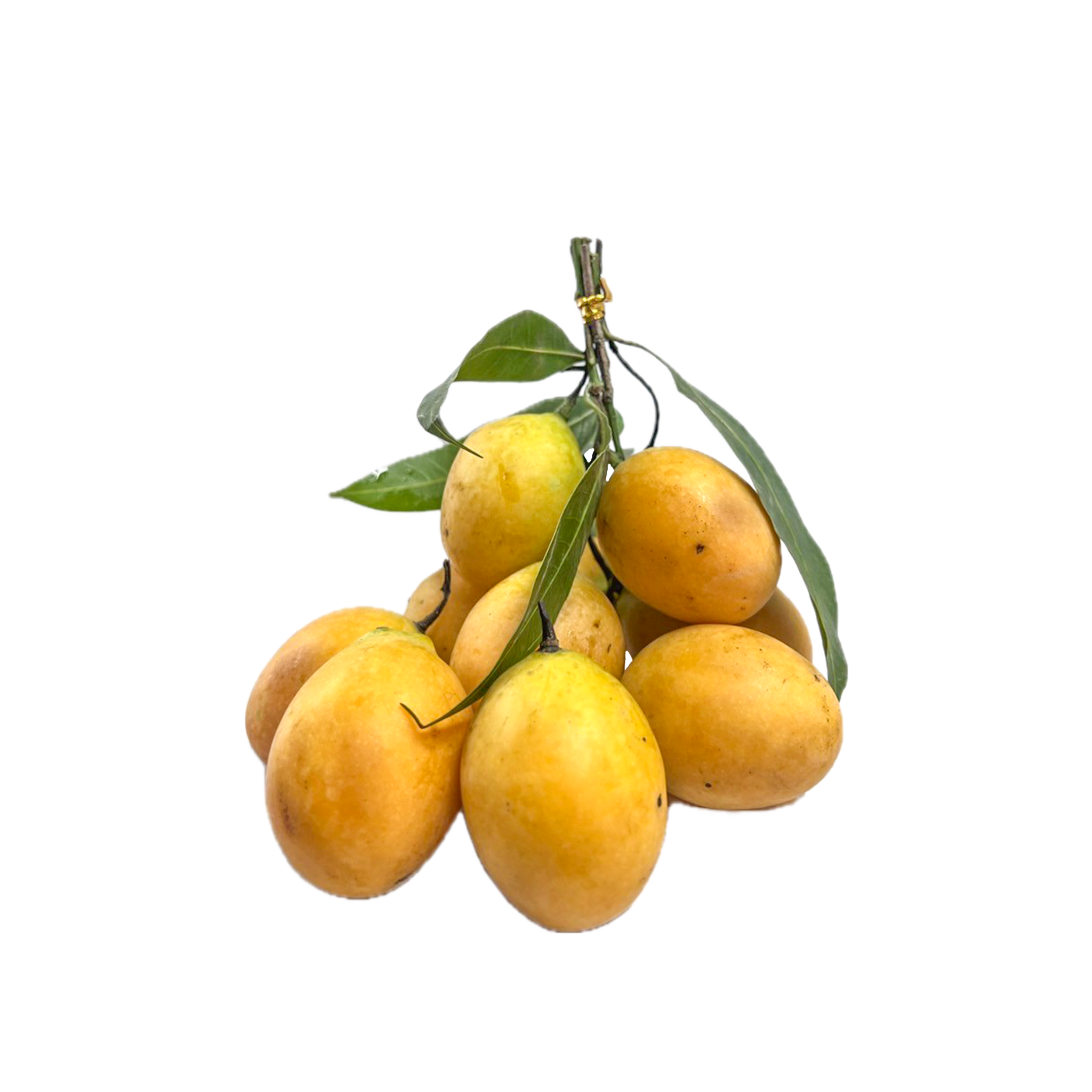 FR026 FR026